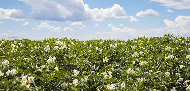 Allied Potato success story