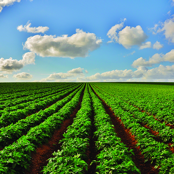 Potato field outside St Anns Chapel.
